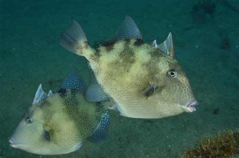 grapy fish|Grey triggerfish .